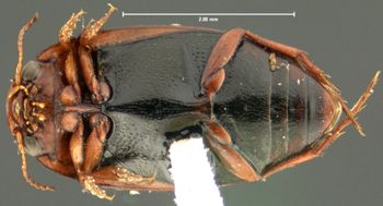 Media type: image;   Entomology 23917 Aspect: habitus ventral view